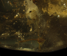 Limoniidae