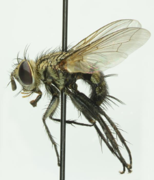Exorista larvarum (Linnaeus, 1758)
