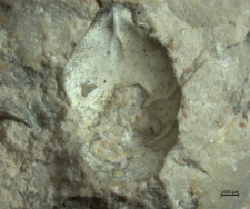 Tanidromites scheffnerae