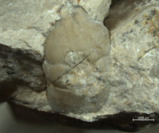Tanidromites scheffnerae