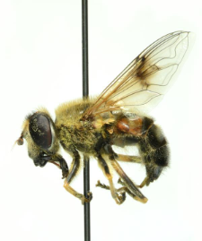 Eristalis picea (Fallen, 1817)