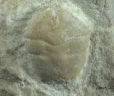 Goniodromites narinosus