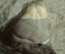 Tanidromites scheffnerae