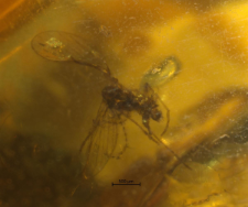 Psychodidae