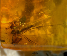 Psychodidae (Bruchomyiinae)