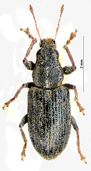 Sitona striatellus L. Gyllenhal, 1834