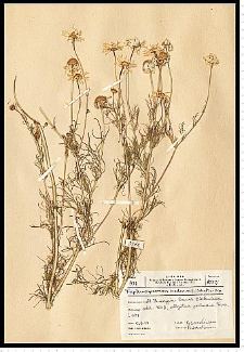Matricaria maritima L. subsp. inodora (L.) Dostál