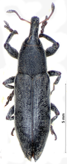 Lixus ascanii (Linnaeus, 1767)