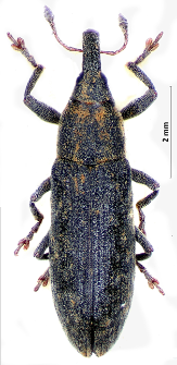 Lixus filiformis (Fabricius, 1781)