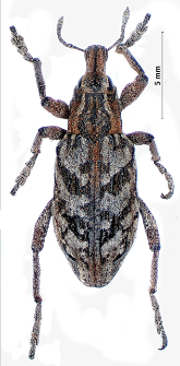 Stephanocleonus nebulosus (Linnaeus, 1758)