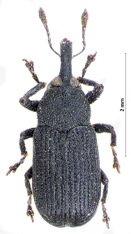 Magdalis cerasi (Linnaeus, 1758)