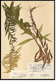Solidago canadensis L.