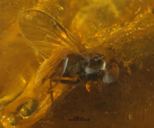 Rhagionidae