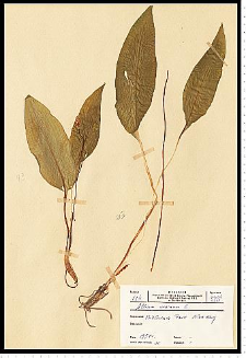 Allium ursinum L.