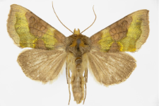 Diachrysia chrysitis