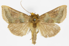 Diachrysia chrysitis