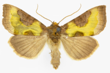 Diachrysia chrysitis