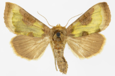 Diachrysia chrysitis