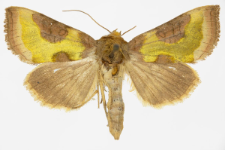 Diachrysia chrysitis