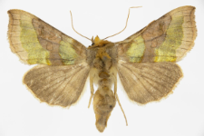 Diachrysia chrysitis