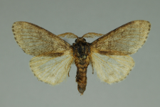 Calliteara pudibunda (Linnaeus, 1758)
