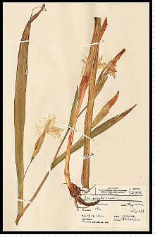 Iris pseudacorus L.