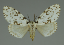 Lymantria monacha (Linnaeus, 1758)
