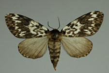 Lymantria monacha (Linnaeus, 1758)