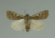 Euxoa tritici (Linnaeus, 1761)