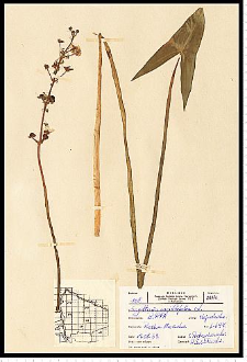 Sagittaria sagittifolia L.