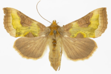 Diachrysia chrysitis