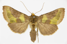 Diachrysia chrysitis