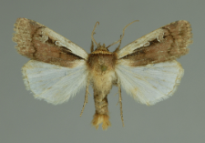 Ochropleura plecta (Linnaeus, 1761)