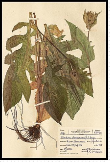 Cirsium oleraceum (L.) Scop.