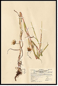 Tragopogon orientalis L.