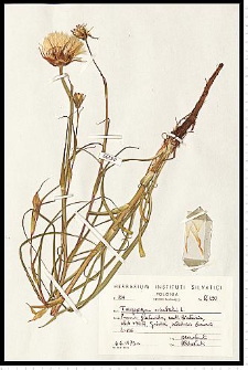 Tragopogon orientalis L.