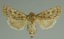 Tholera decimalis (Poda, 1761)