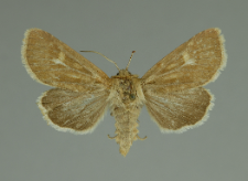Cerapteryx graminis (Linnaeus, 1758)