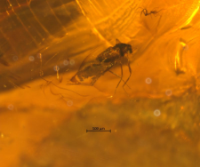 Chironomidae (Orthocladiinae)