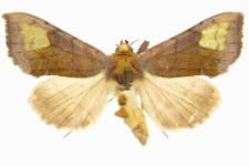 Diachrysia chryson