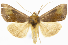 Diachrysia chryson