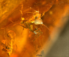 Mycetophilidae
