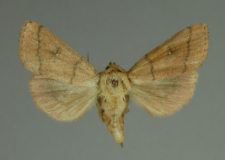 Mythimna turca (Linnaeus, 1761)