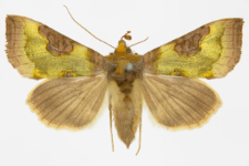 Diachrysia stenochrysis