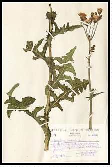 Sonchus arvensis L.