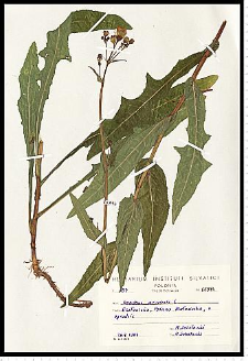 Sonchus arvensis L.