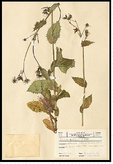 Sonchus asper (L.) Hill