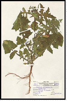 Sonchus oleraceus L.