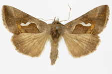 Macdunnoughia confusa