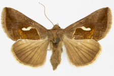 Macdunnoughia confusa